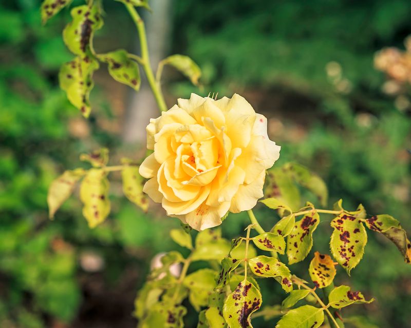 Dry Soil Makes Lower Leaves Drop Dry Soil Makes Lower Leaves Drop