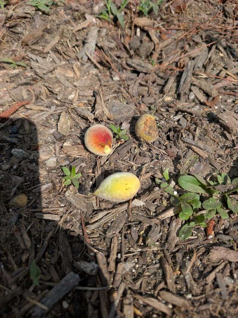 Dry Soil Makes Young Fruit Drop Fast