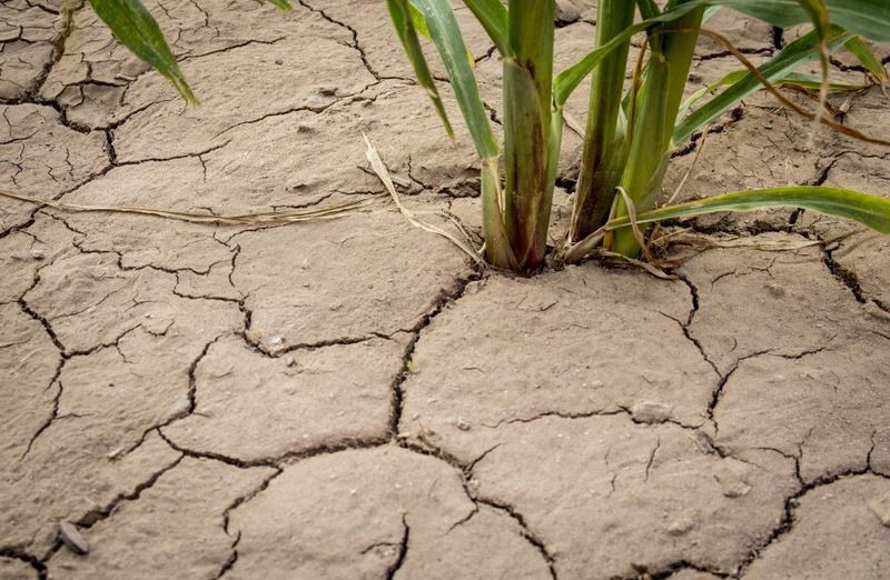 Dry Soil Needs A Deeper Check Dry Soil Needs A Deeper Check