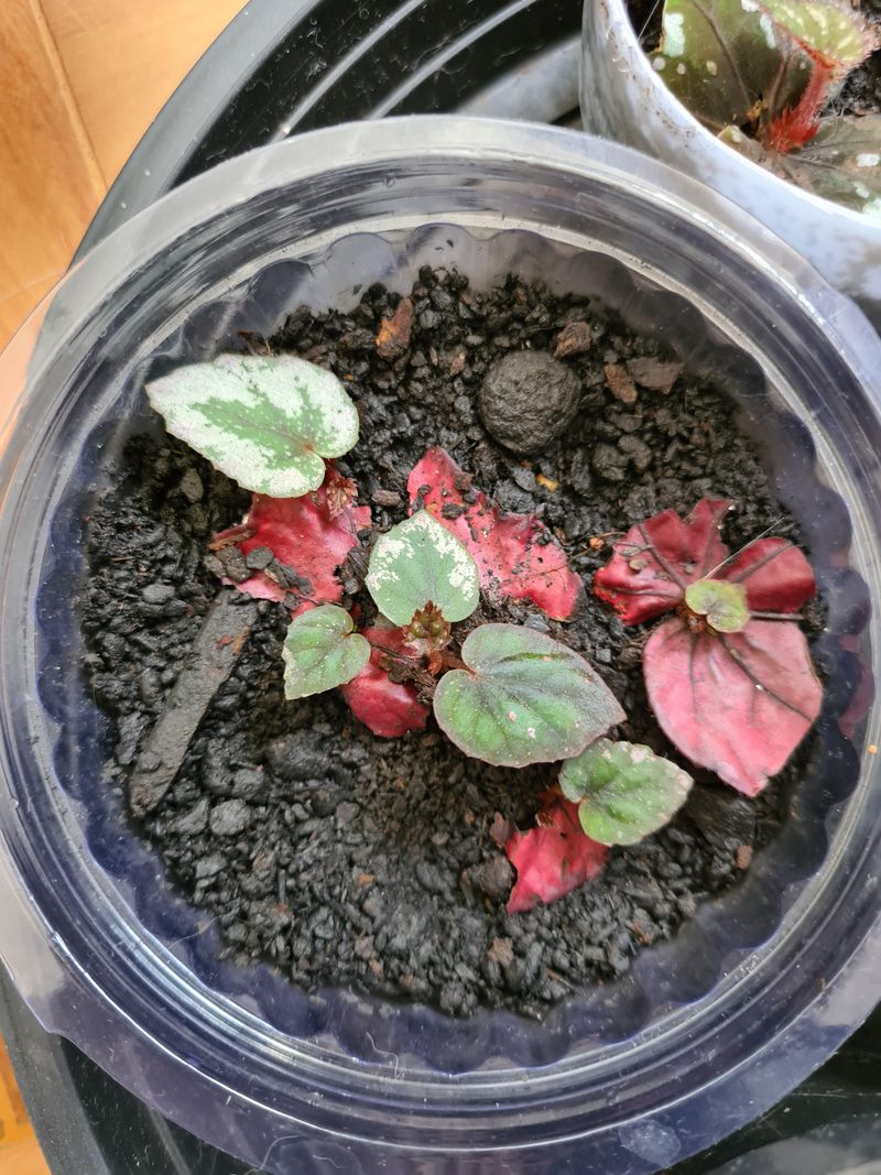 Dry Soil Too Often Can Slow Down New Flower Growth