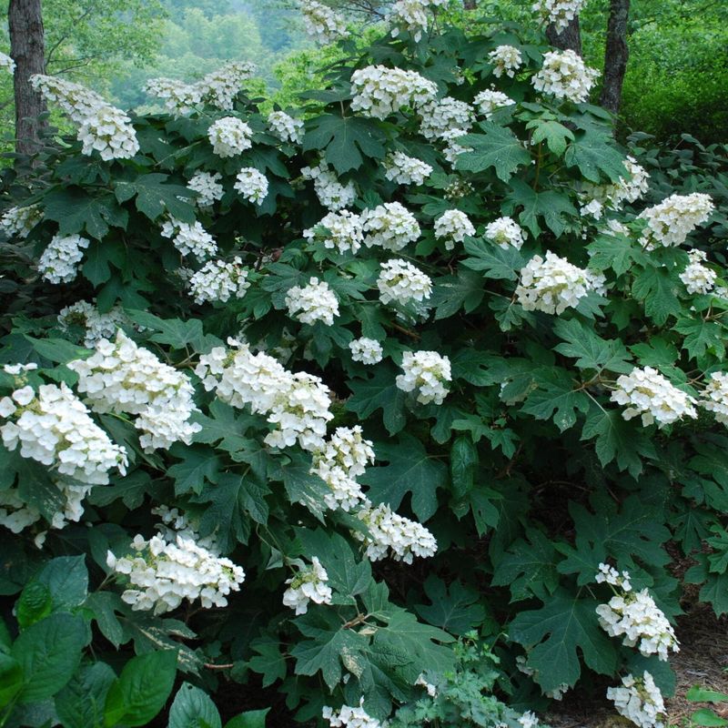 Dry Spells Can Slow Oakleaf Hydrangeas Down