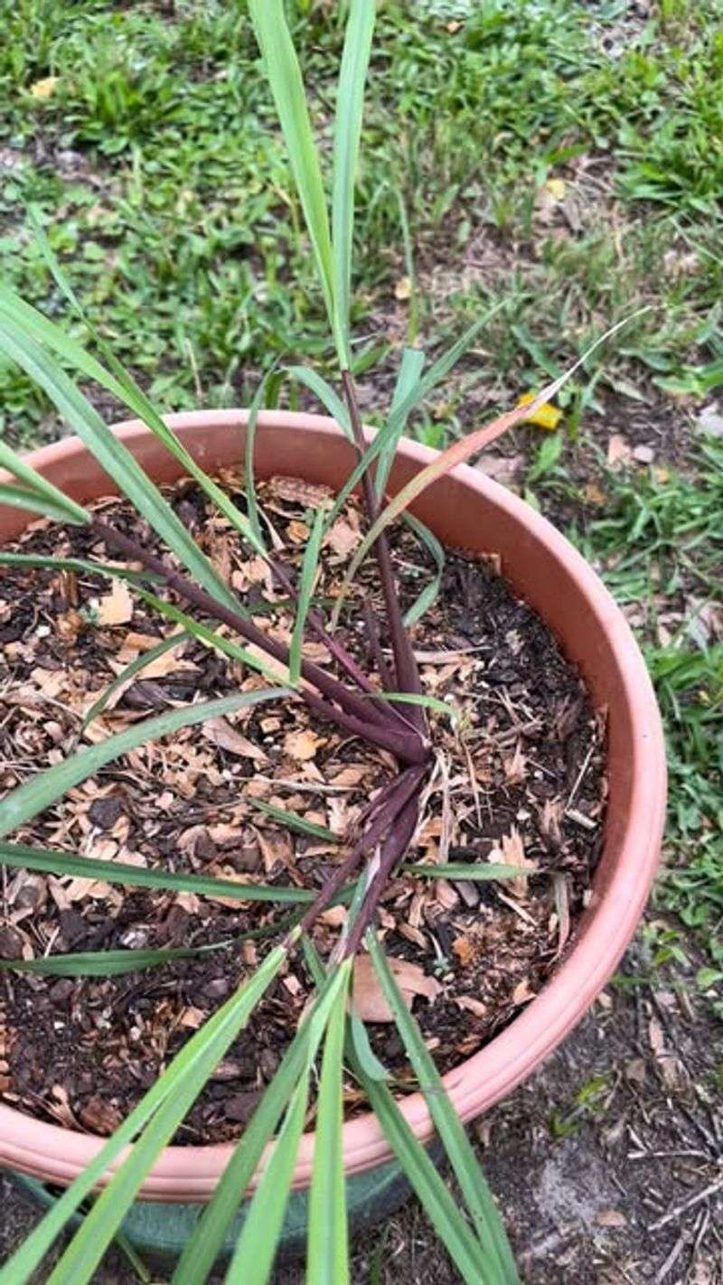 Dry Topsoil Does Not Always Mean More Water Is Needed