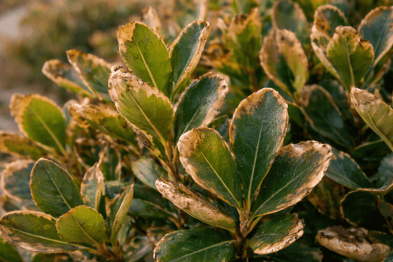 Dry Winds Can Scorch Leaves Dry Winds Can Scorch Leaves