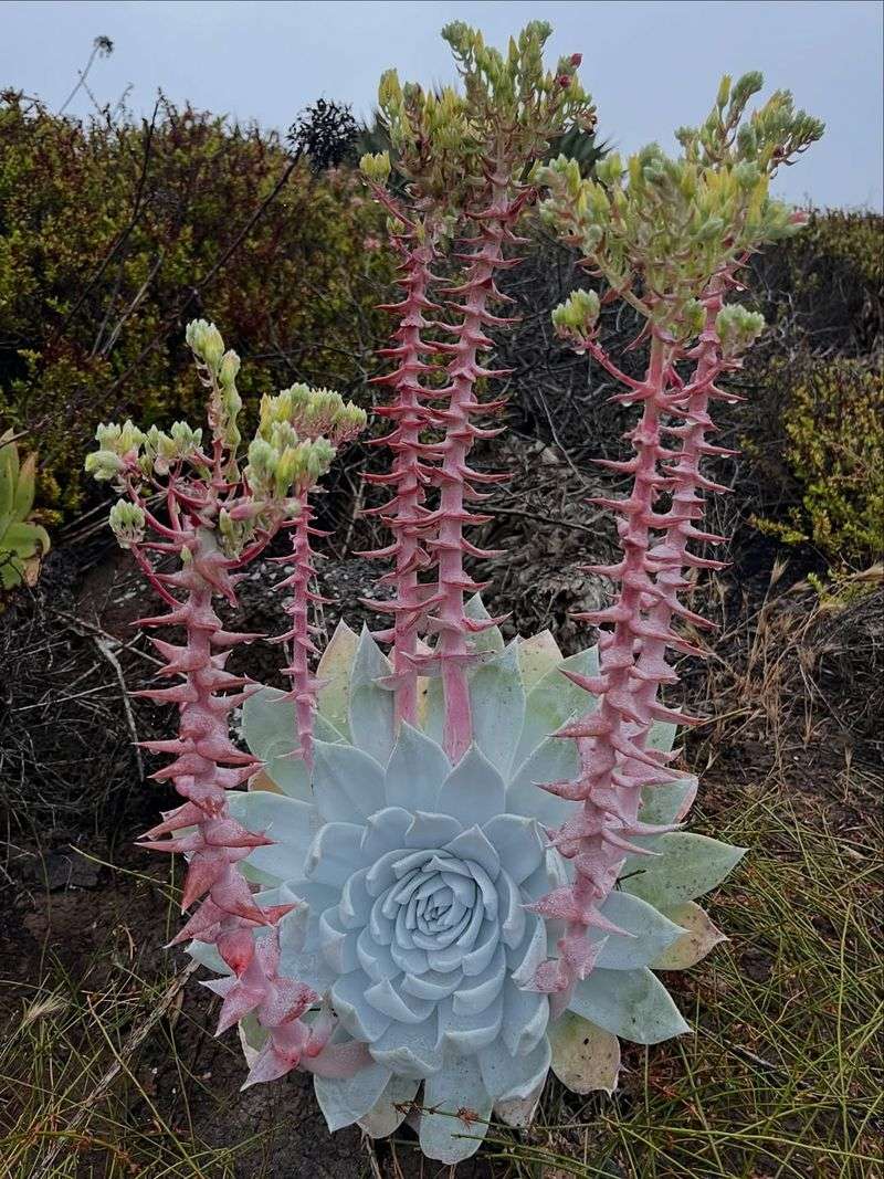 Dudleya