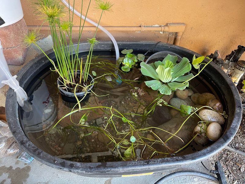 Dump Standing Water Weekly