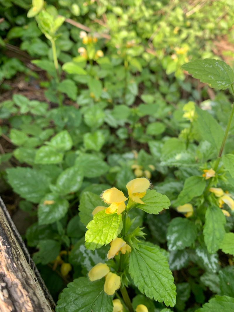 Dumped Clippings Can Start A New Patch
