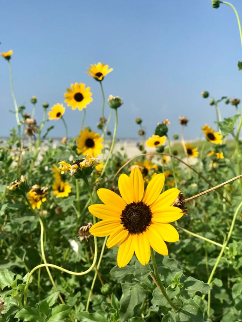 Dune Sunflower Covered Hot Sandy Spots With Color Dune Sunflower Covered Hot Sandy Spots With Color