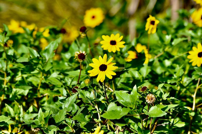 Dune Sunflower Spreads Sunshine In Tough Sandy Spots