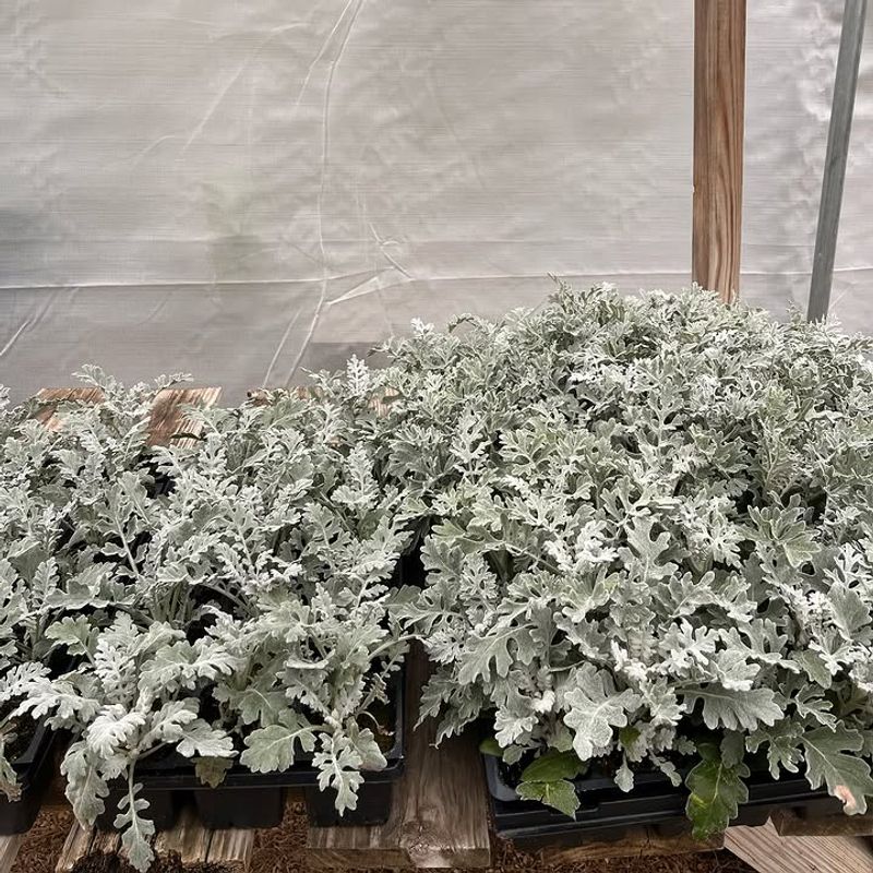 Dusty Miller Looks Fresh Long After Other Plants Fade