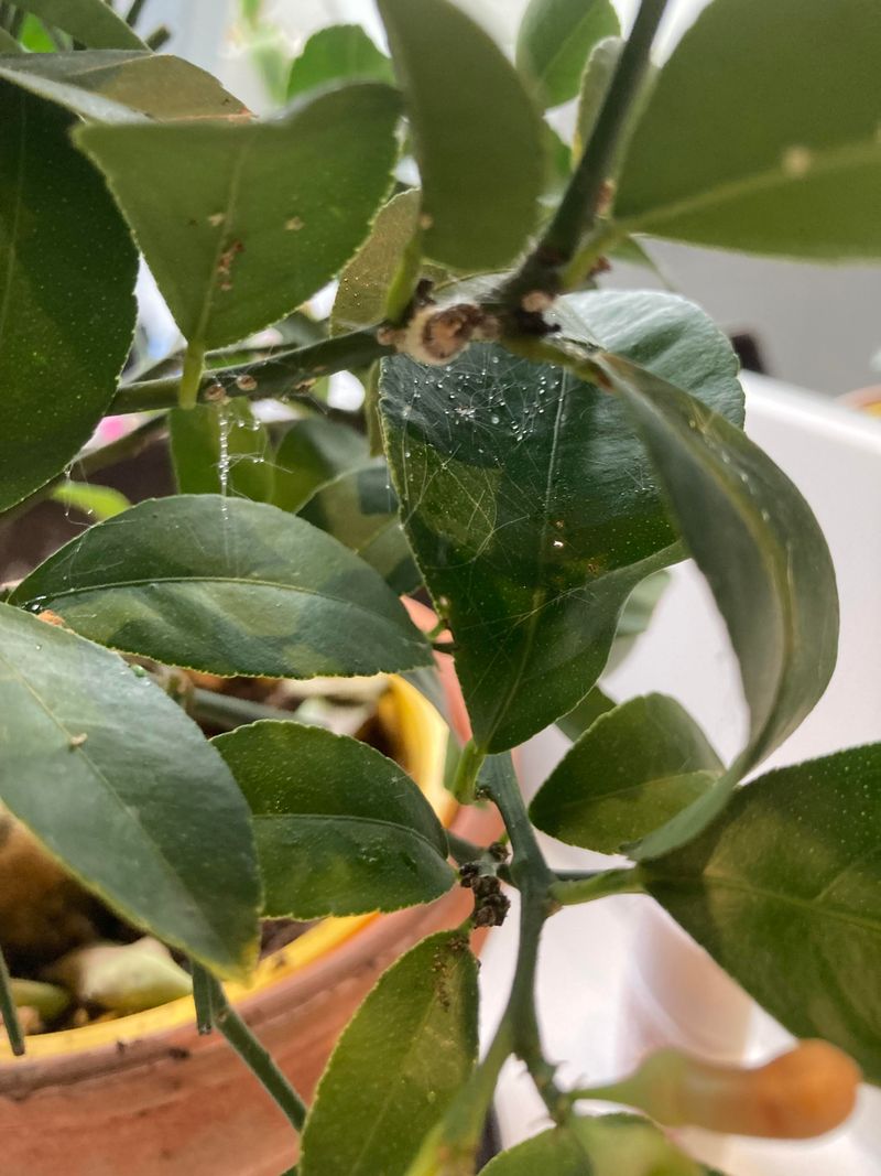 Dusty Plants Attract More Mite Trouble