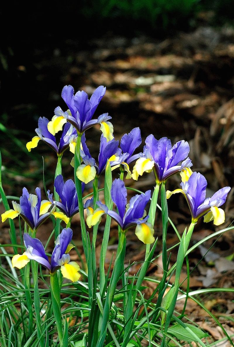 Dutch Iris Adds Elegant Color Before Summer Heat