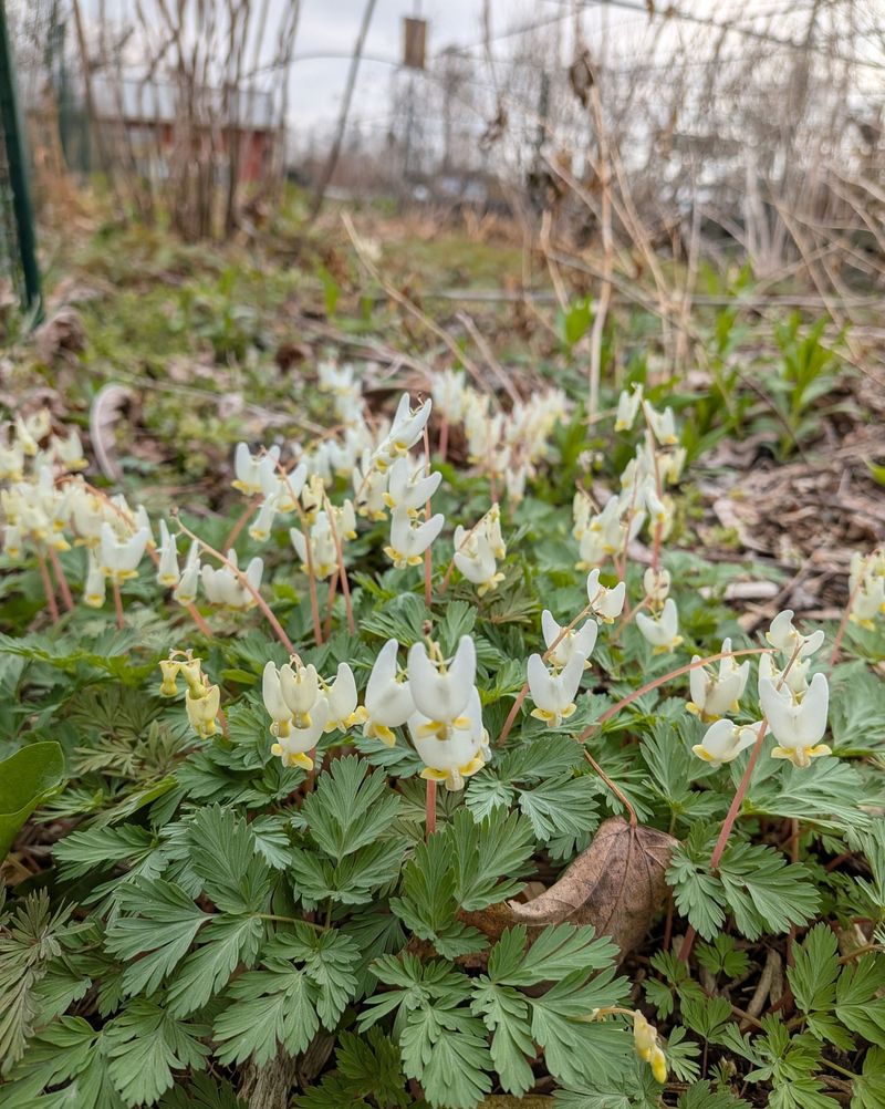 Dutchman's Breeches
