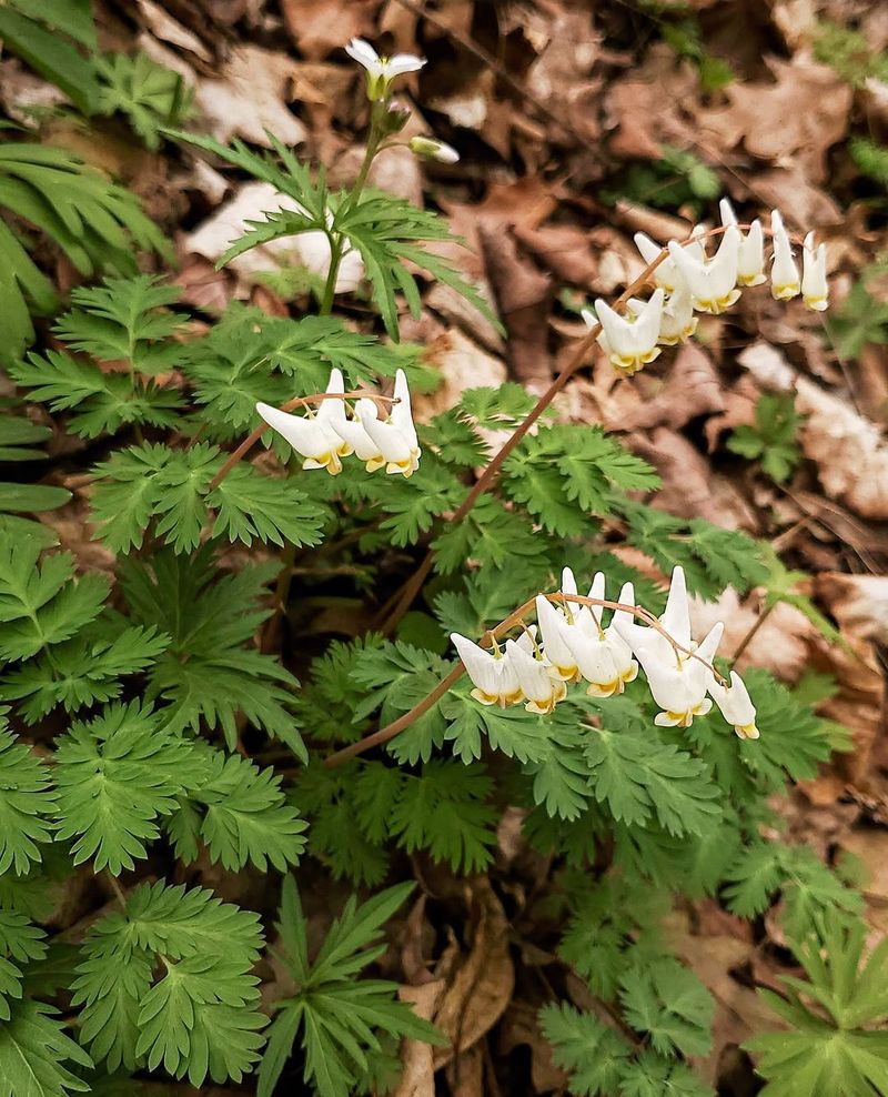 Dutchman's Breeches Add Woodland Charm