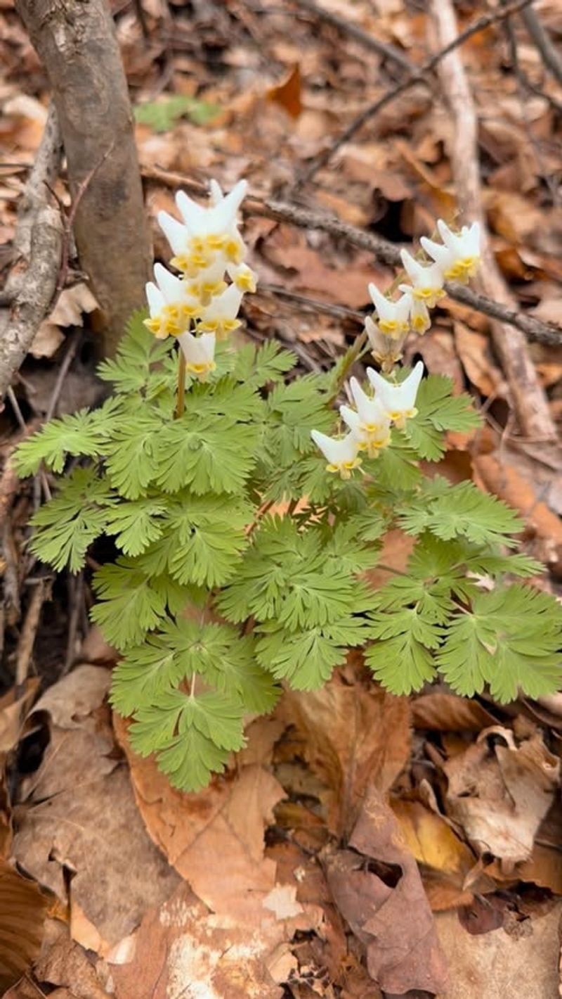 Dutchman's Breeches