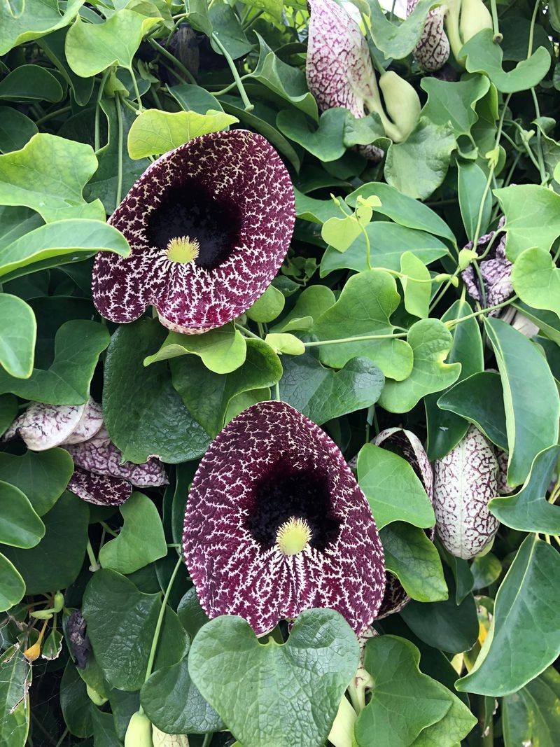 Dutchman's Pipe (Aristolochia Macrophylla)