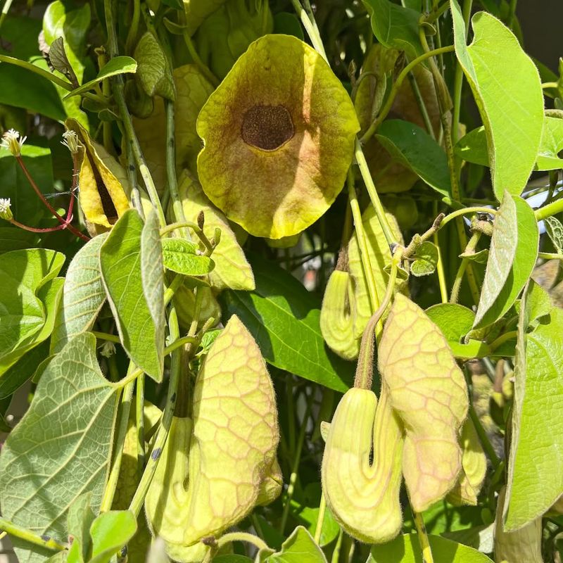 Dutchmans Pipe Creates Dense Shade On Arbors