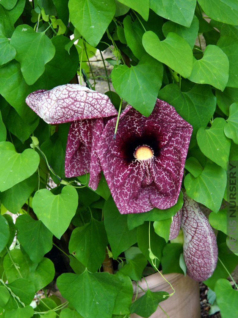 Dutchman's Pipe Creates Dense Summer Privacy