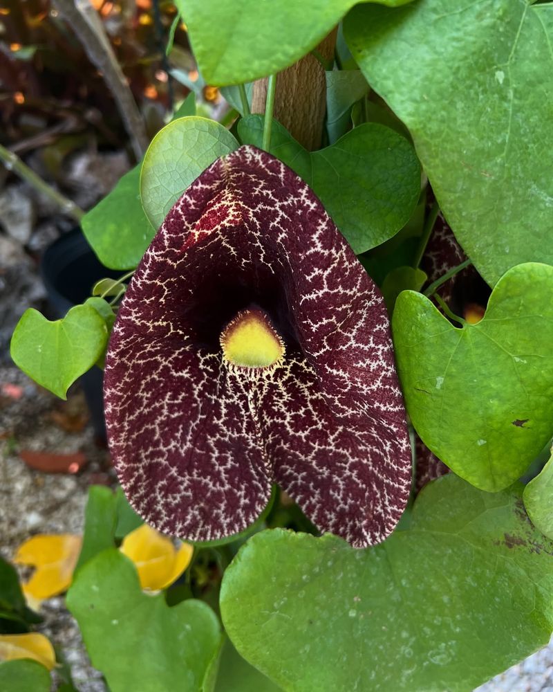 Dutchman's Pipe Creates Heavy Coverage On Large Structures