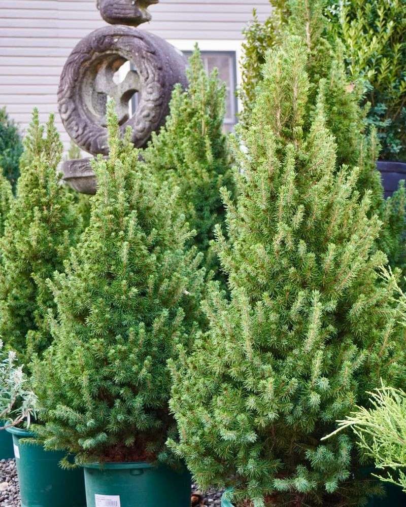Dwarf Alberta Spruce