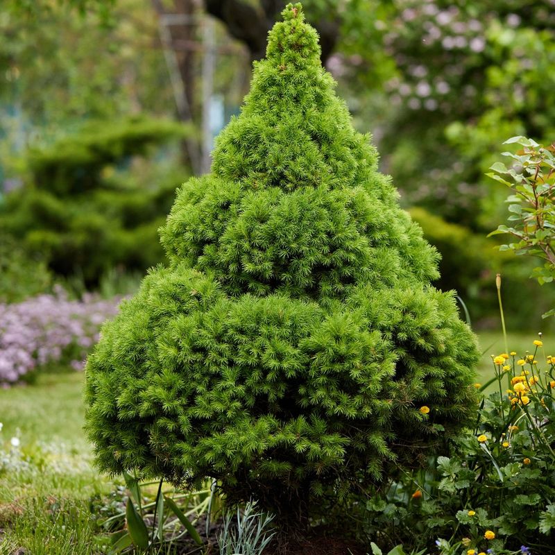 Dwarf Alberta Spruce Adds Dense Shelter