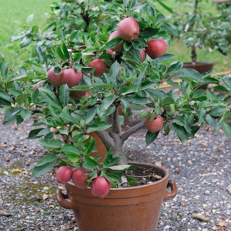 Dwarf Apple Brings Familiar Fruit To Patio Spaces Dwarf Apple Brings Familiar Fruit To Patio Spaces