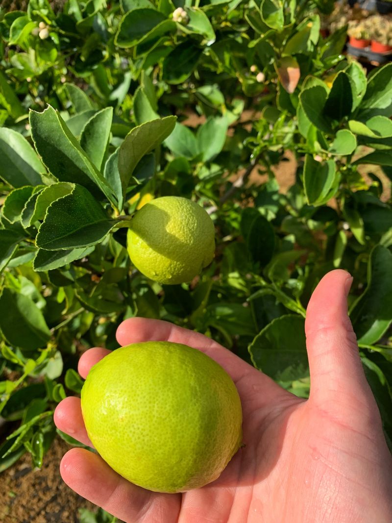 Dwarf Bearss Lime Dwarf Bearss Lime
