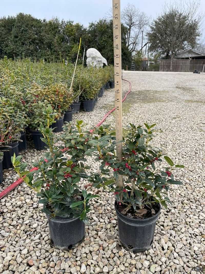Dwarf Burford Holly (Ilex Cornuta 'Burfordii Nana')