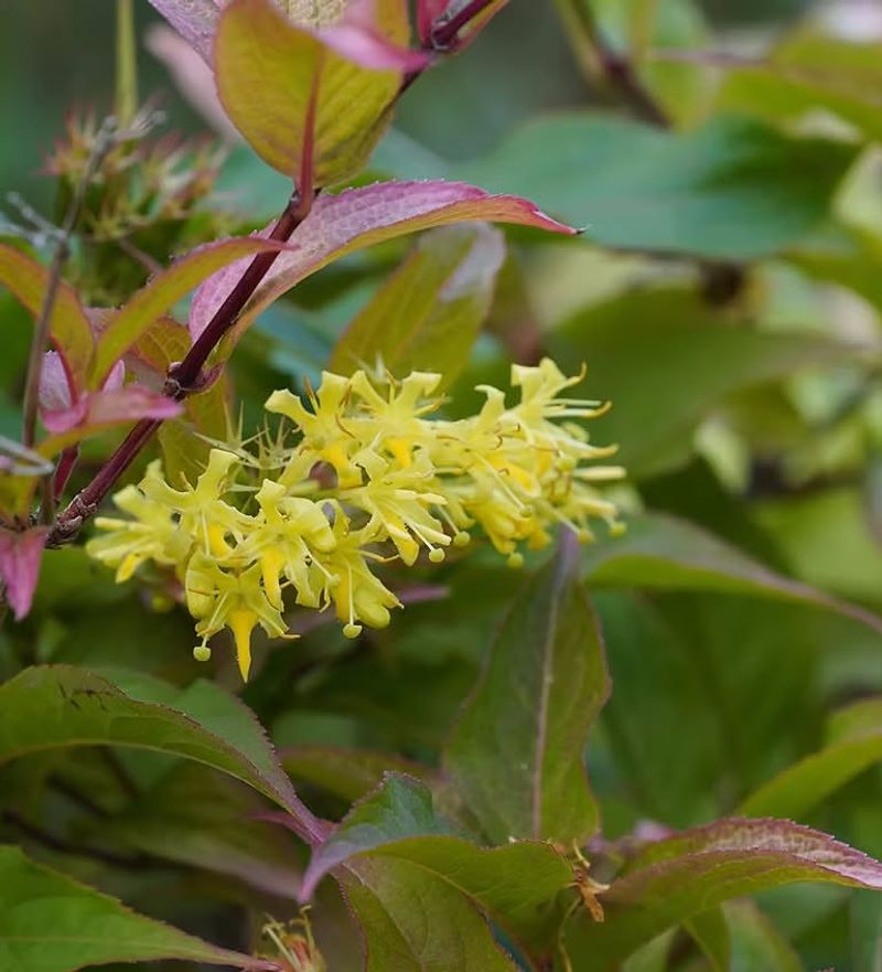 Dwarf Bush Honeysuckle