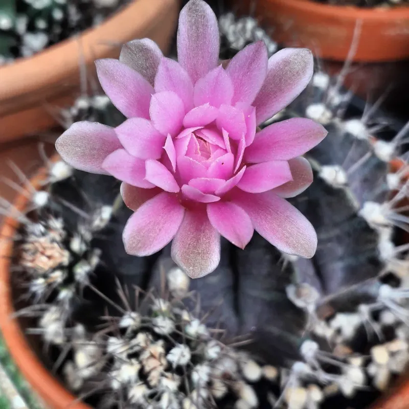 Dwarf Chin Cactus Produces Soft Pink Flowers Above Small Rounded Stems