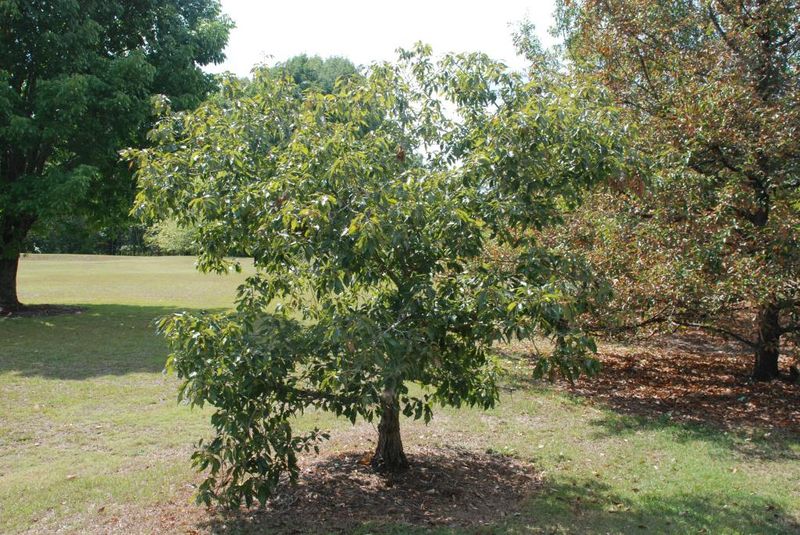 Dwarf Chinkapin Oak (Quercus Prinoides) Dwarf Chinkapin Oak (Quercus Prinoides)