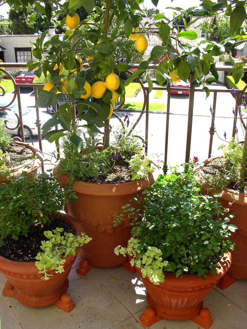Dwarf Citrus And Herbs Make Patio Pots Feel Fresh