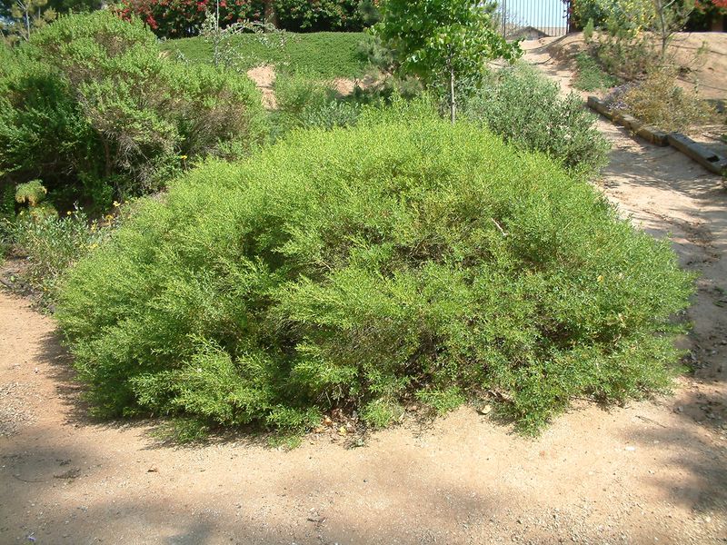 Dwarf Coyote Brush Builds A Tough Living Carpet Dwarf Coyote Brush Builds A Tough Living Carpet