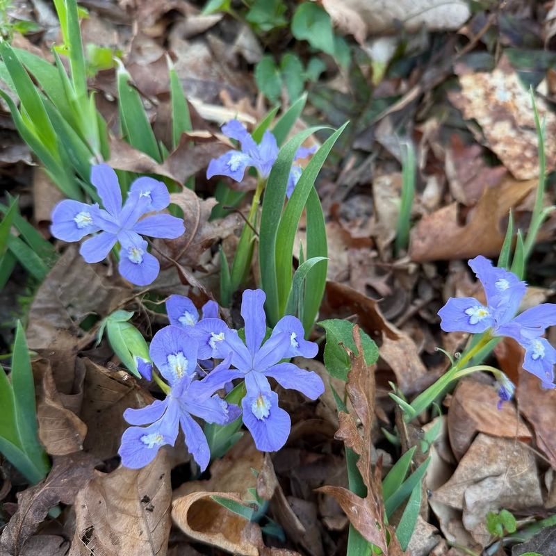 Dwarf Crested Iris Gives Walkways A Polished Woodland Look Dwarf Crested Iris Gives Walkways A Polished Woodland Look