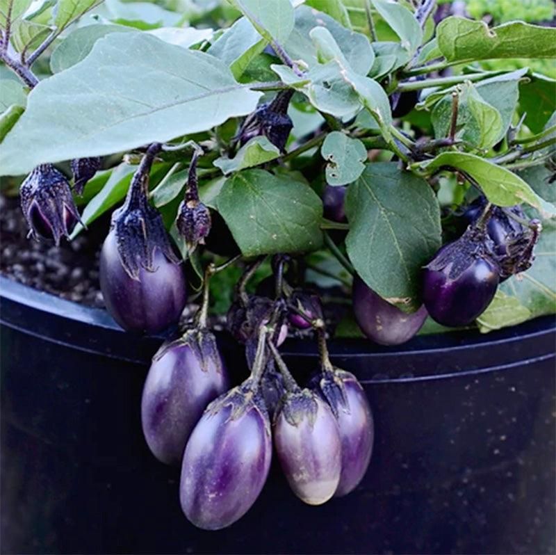 Dwarf Eggplant Handles Warm Buckets With Good Drainage