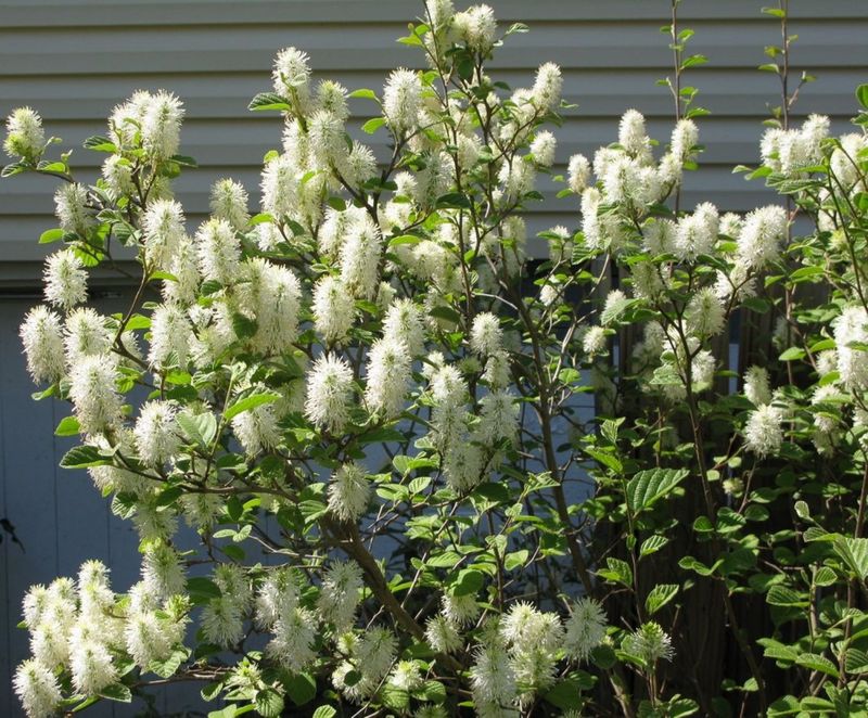 Dwarf Fothergilla Adds Blooms Near Foundations Dwarf Fothergilla Adds Blooms Near Foundations