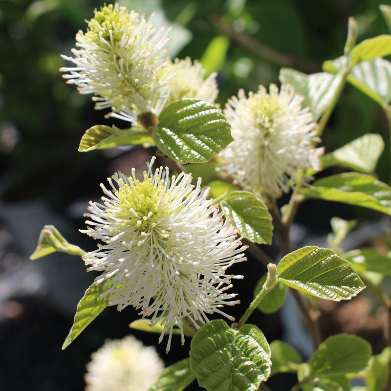 Dwarf Fothergilla Flowers Before Most Shrubs