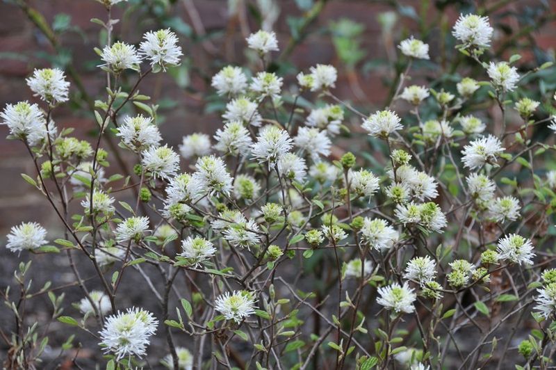 Dwarf Fothergilla Keeps It Small And Colorful
