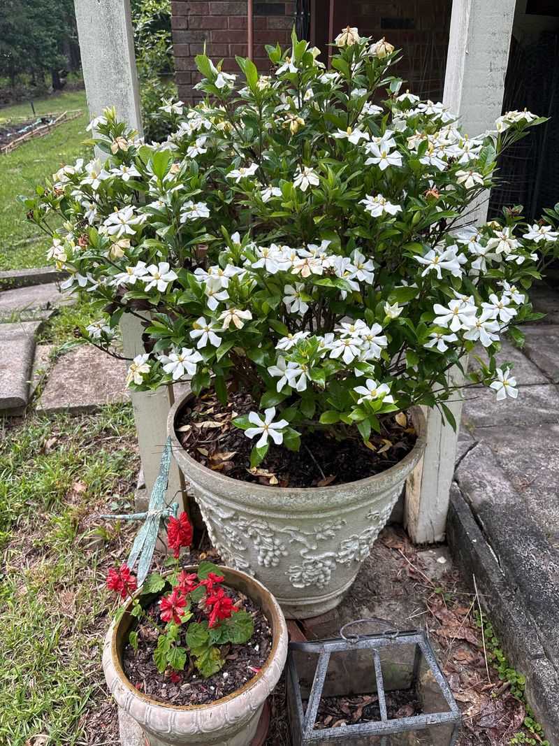 Dwarf Gardenia