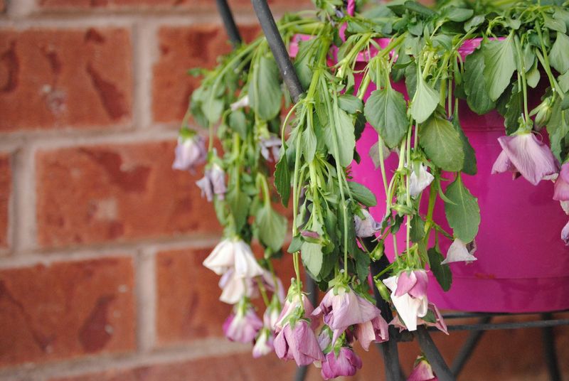 Dwarf Germander Adds Neat Pink Color In Dry Gardens