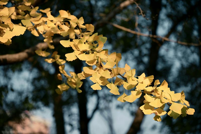 Dwarf Ginkgo 