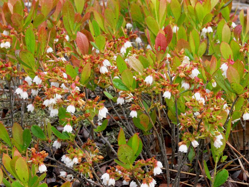 Dwarf Huckleberry Adds Low Native Charm