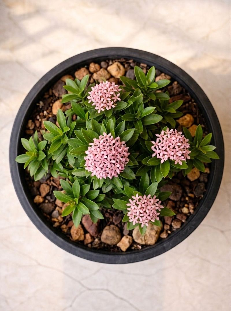 Dwarf Ixora Brings Resort Style To Sunny Patio Pots