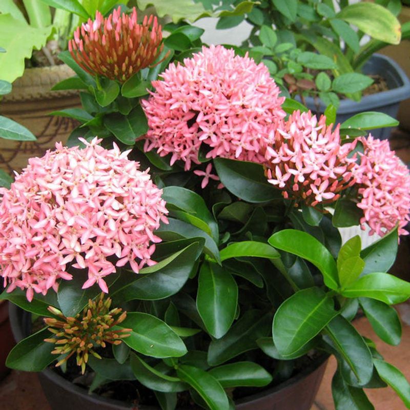 Dwarf Ixora Stays Compact While Adding Bright Blooms