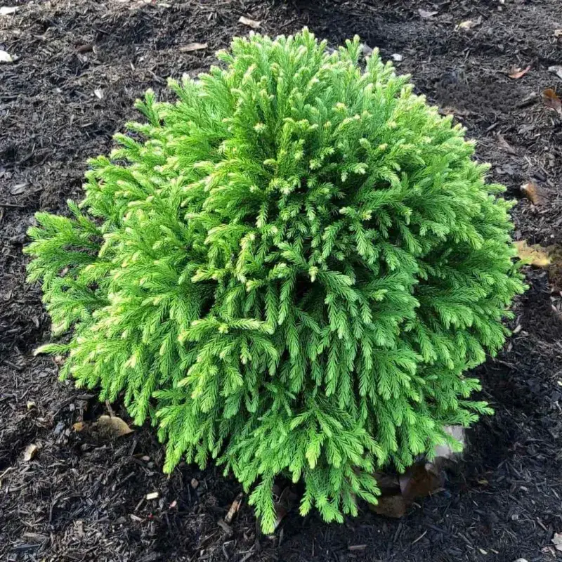 Dwarf Japanese Cedar