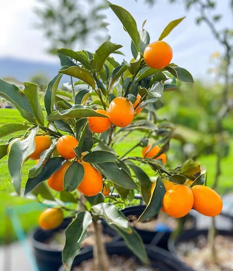 Dwarf Kumquat Dwarf Kumquat