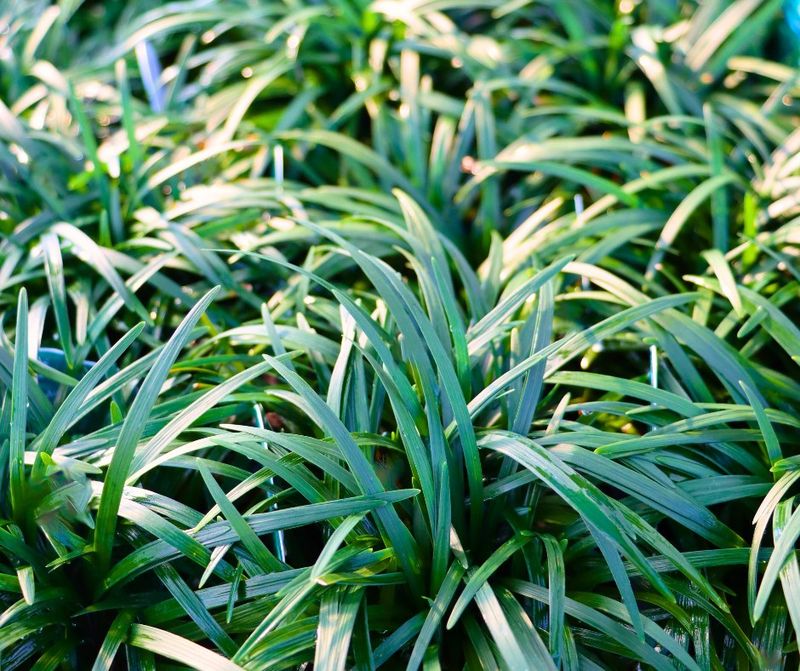Dwarf Mondo Grass Improves Shady Backyard Corners