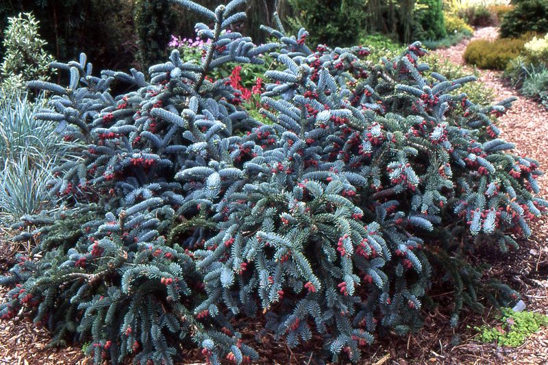 Dwarf Noble Fir Brings Soft Color And Shelter