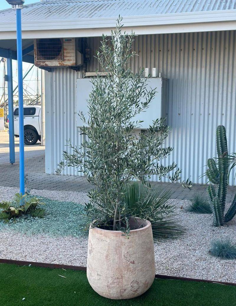 Dwarf Olive