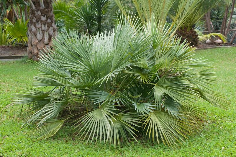 Dwarf Palmetto Brings Tough Native Texture To Humid Gardens