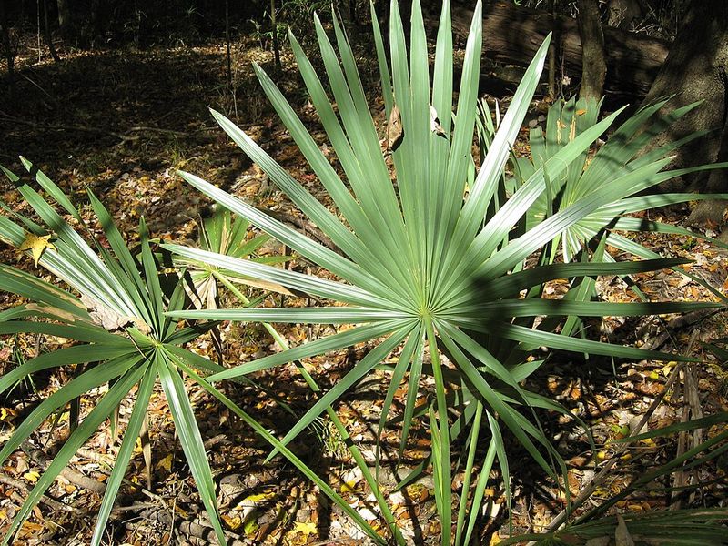 Dwarf Palmetto Creates Cool Tropical Structure